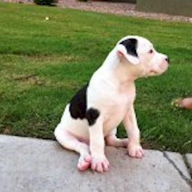 Outhen-Horvaths Beast Pit Bull.jpg